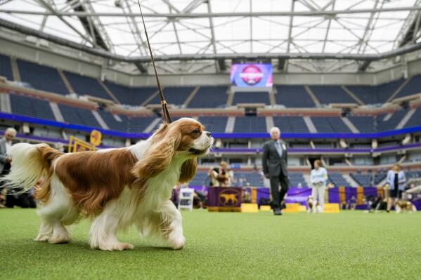 Cavalier king charles spaniel best best sale in show